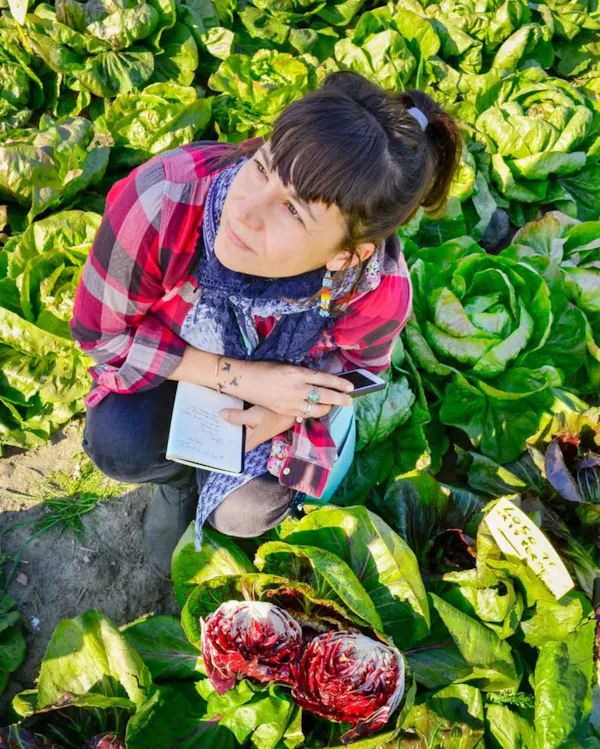 green, leaf vegetable, produce, food, natural foods, ingredient