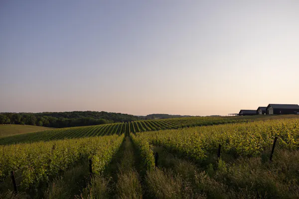 agriculture, plantation, field, plain, rural area, crop