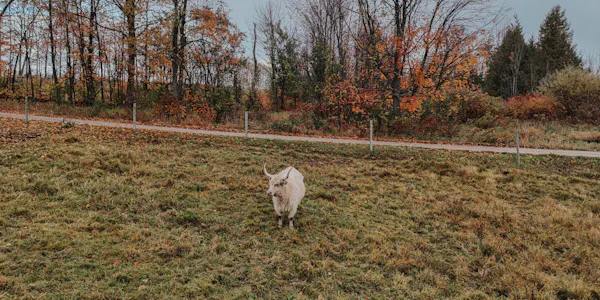 bovinae, pasture, grazing, field, livestock, meadow