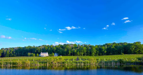 blue, green, tree, nature, natural environment, natural landscape