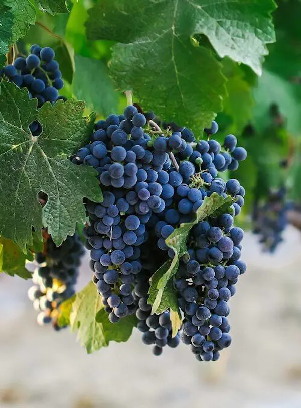 fruit, produce, grape, fruit tree, food, seedless fruit