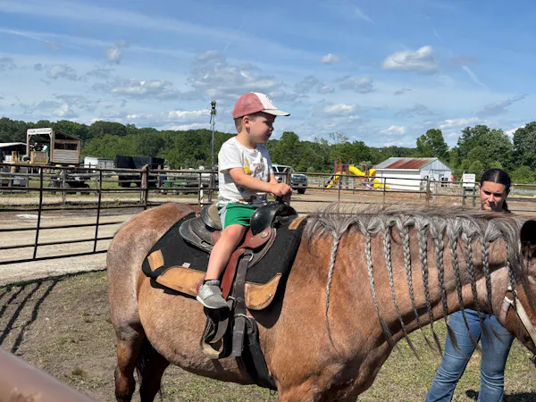 horse, bridle, horse tack, working animal, recreation, halter