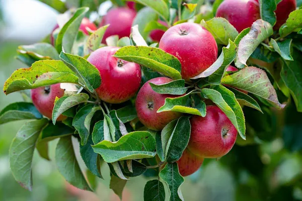 food, leaf, fruit, plant, natural foods, apple