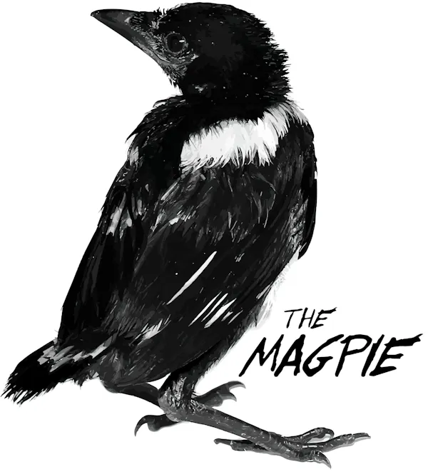 bird, beak, black, crow family, black and white, feather
