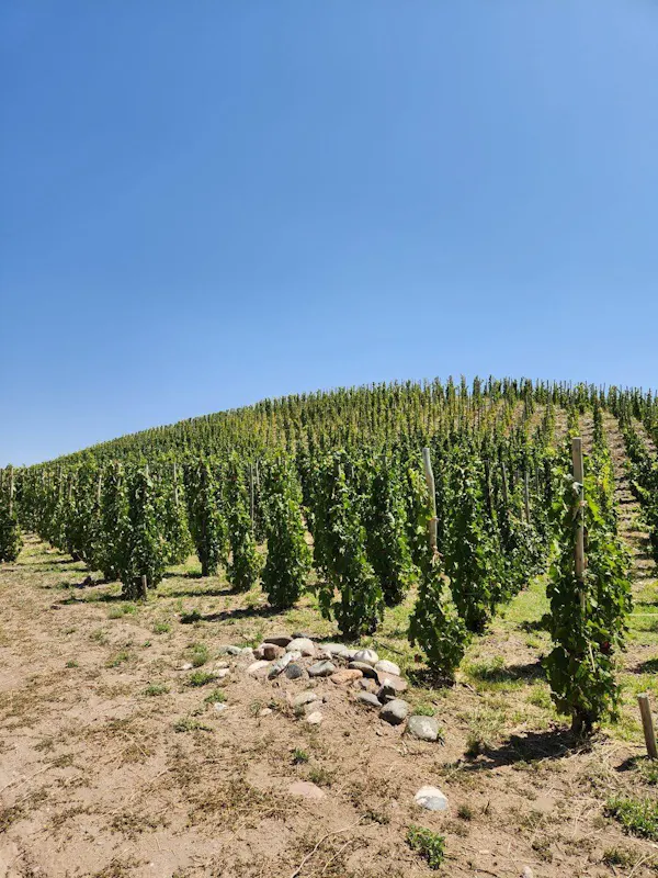 agriculture, plantation, field, crop, soil, farm