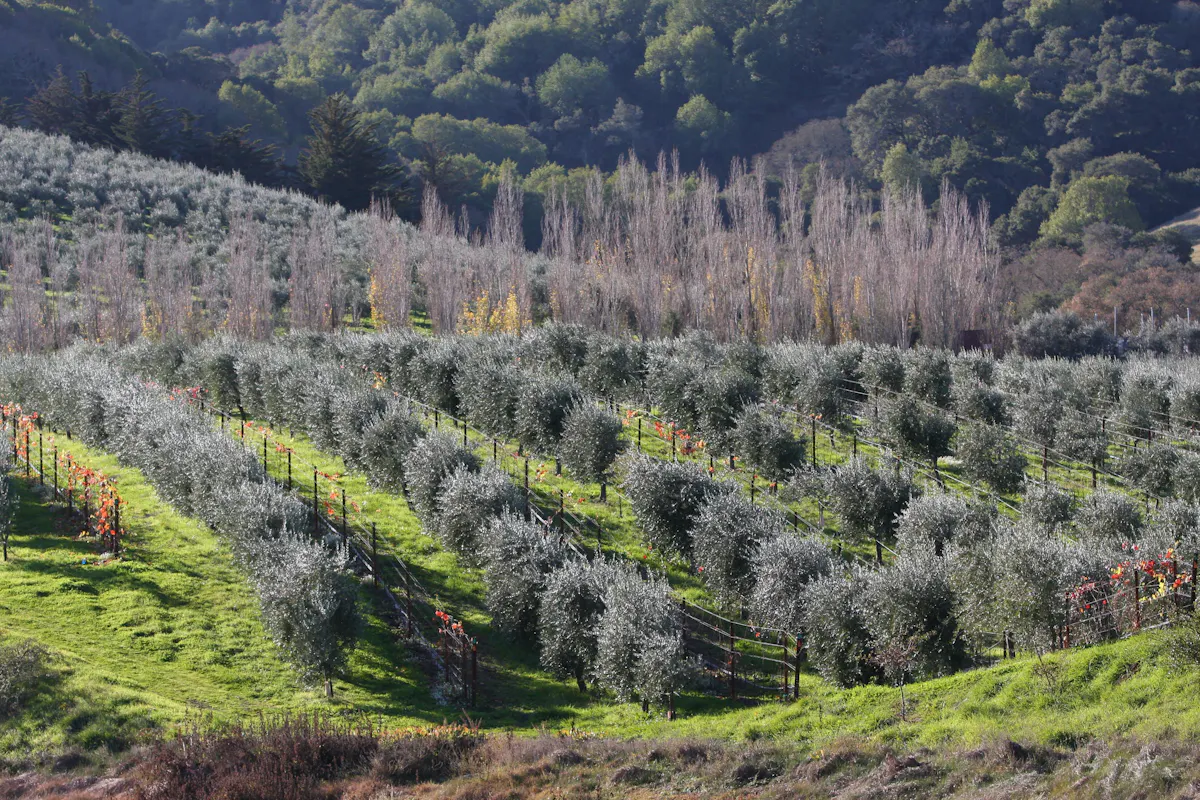 McEvoy Ranch - Scenic Cart Tour - $95 per Person - Petaluma, CA | Tock