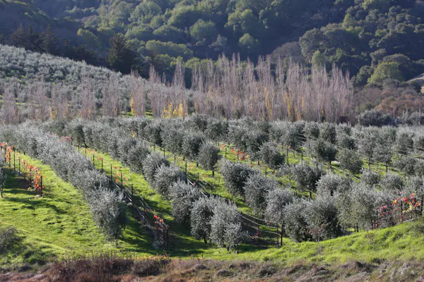 plant, natural landscape, slope, tree, groundcover, shrub