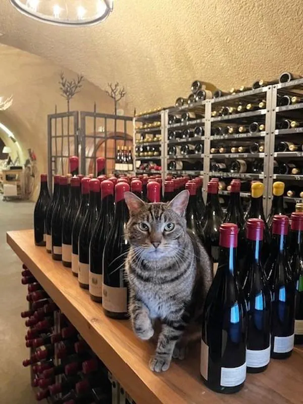 cat, bottle, alcoholic drink, felinae, felidae, wine bottle