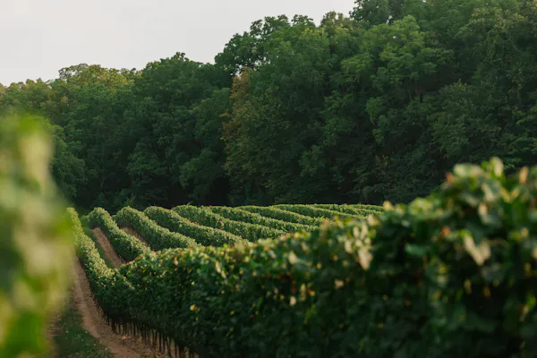 green, agriculture, plantation, sunlight, field, vineyard