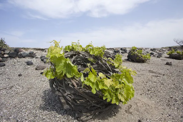 coast, soil, shore