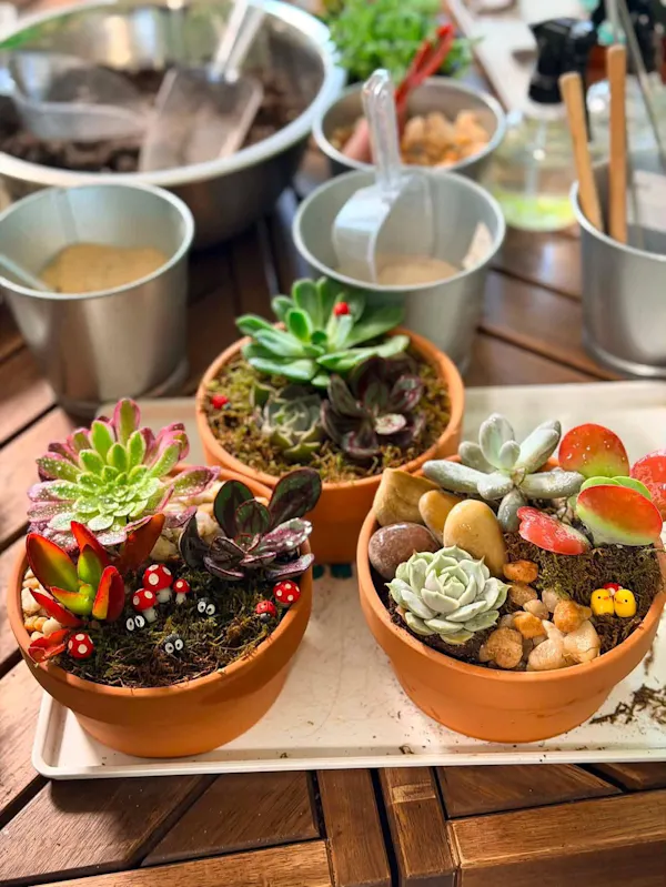 flowerpot, houseplant, succulent plant, echeveria, pachyphytum, echeveria elegans
