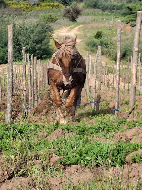 horse, working animal, field, rural area, sorrel, agriculture