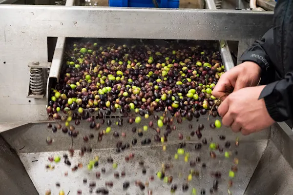 produce, ingredient, food, fruit, natural foods, olive