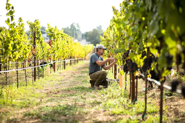 agriculture, farmworker, vineyard, plantation, people in nature, grapes