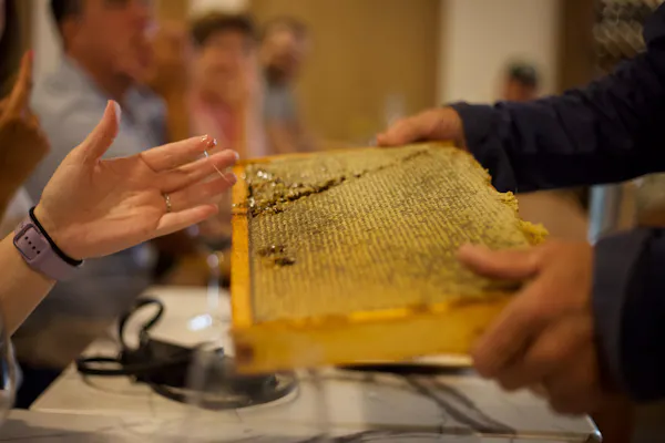 hand, honeycomb, beekeeper, beehive, pollinator, apiary