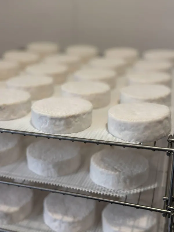 ingredient, dairy product, food, cheesemaking, cheese, goat cheese