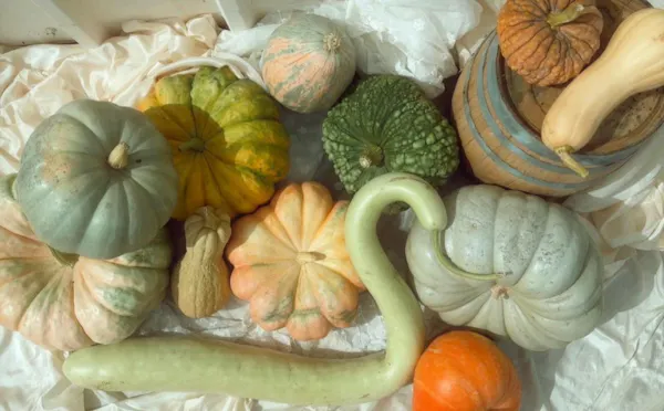 produce, pumpkin, winter squash, calabaza, natural foods, vegetable