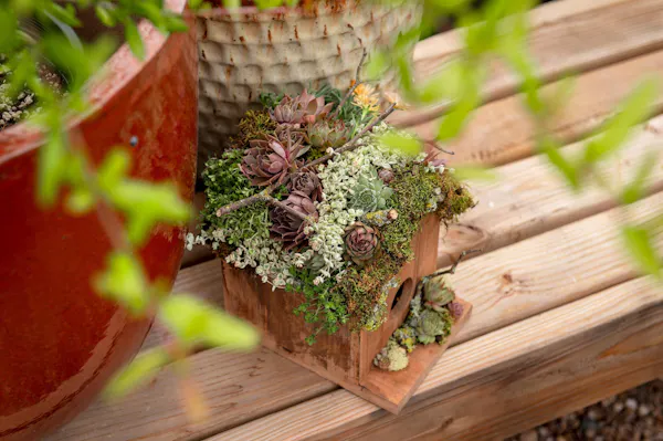 flowerpot, floristry, succulent plant, houseplant, flower arranging, floral design