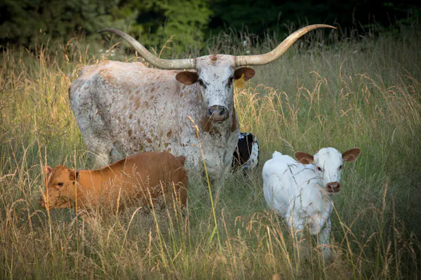 vertebrate, bovine, mammal, horn, texas longhorn, pasture