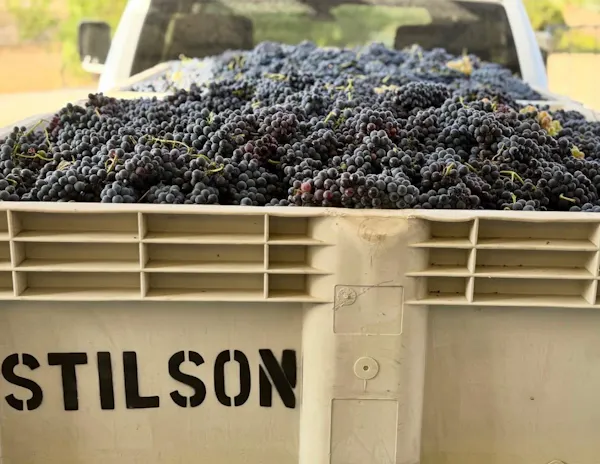 produce, grapes, natural foods, grape, fruit, berry