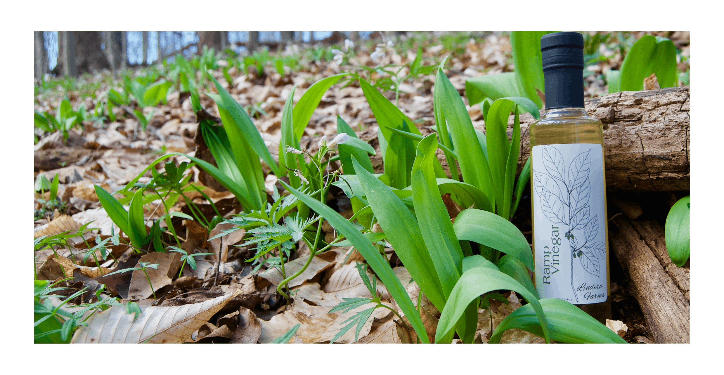 Lindera Farms