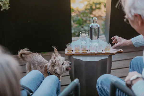 dog, drinkware, furniture, serveware, outdoor table, canidae