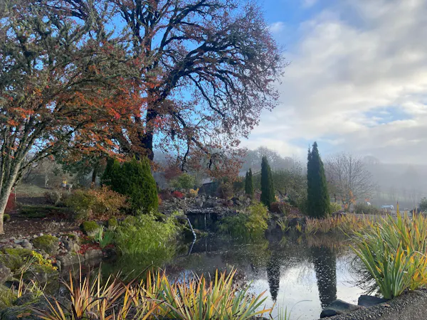 water, nature, tree, leaf, plants, natural landscape
