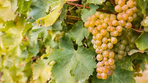food, produce, yellow, fruit, seedless fruit, fruit tree
