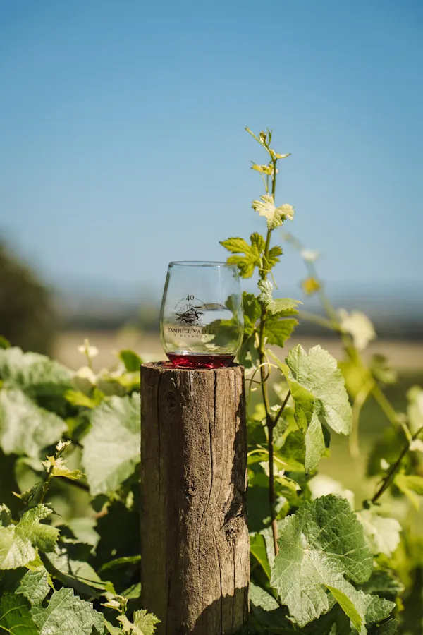 agriculture, plant stem, grapes, grapevines, grape leaves, bottle