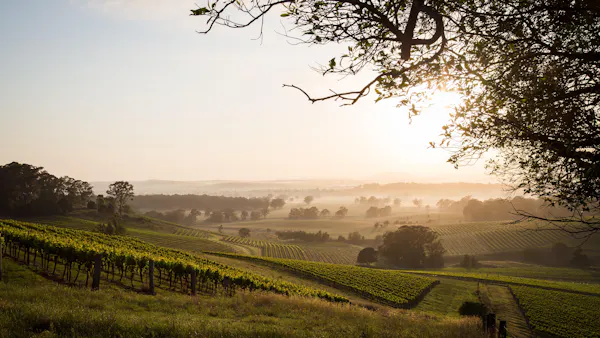 agriculture, plantation, sunlight, field, vineyard, evening