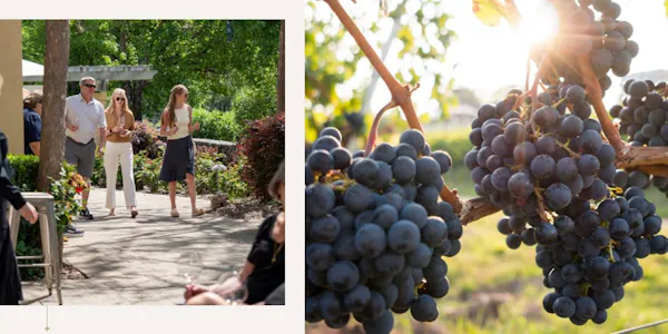 vineyard, grapes, grapevines, seedless fruit