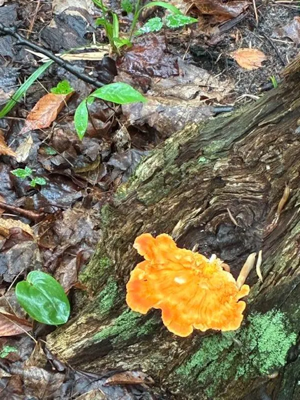 leaf, fungus, yellow, orange, trunk, polyporales
