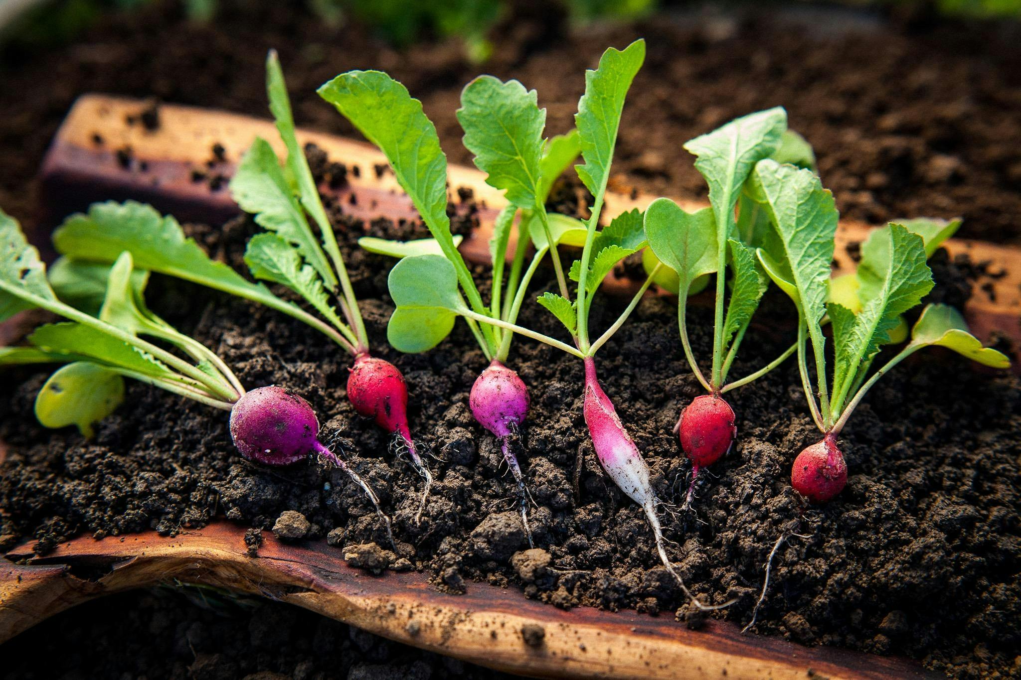 SingleThread Farms Agricultural Workshop: Interconnectedness