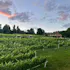 Accord Vineyards (formerly Fox Meadow)