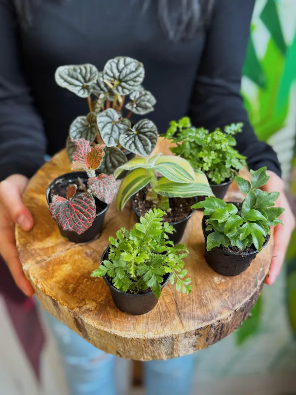 flowerpot, houseplant, plant stem, herb, water plantains