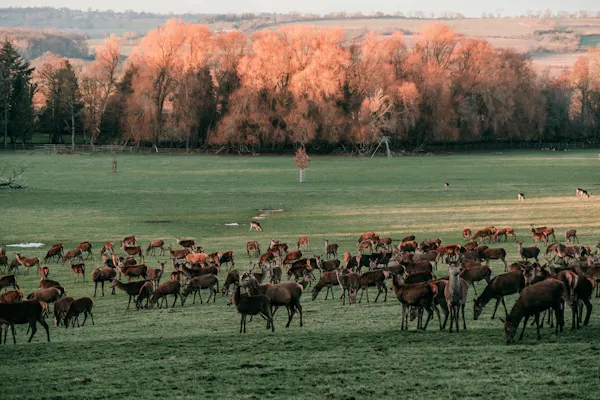 deer, herd, wildlife, grassland, grazing, pasture