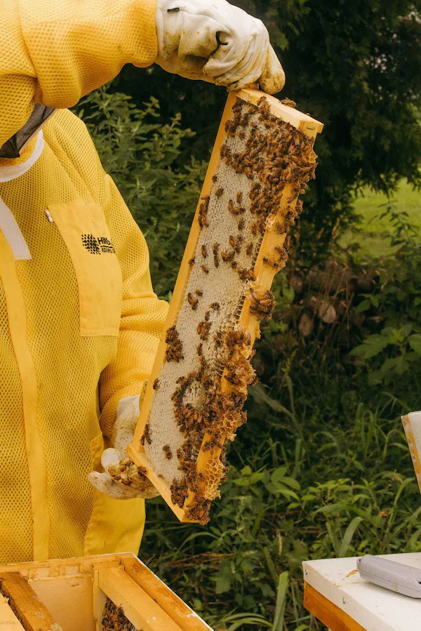 beekeeper, pollinator, apiary, beehive, insect, honeycomb