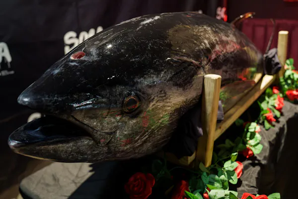 fish, food, fish products, marine biology, seafood, fin