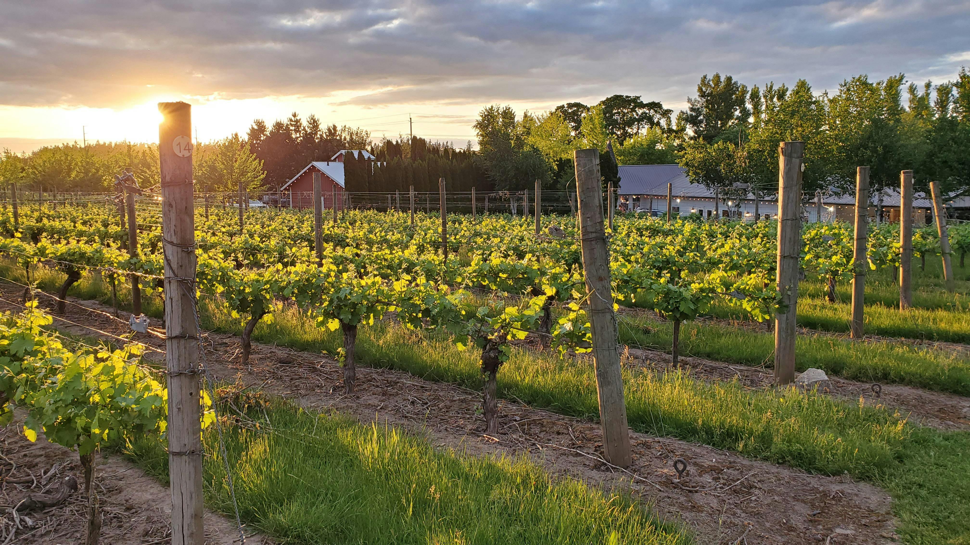 Aurora Vineyards