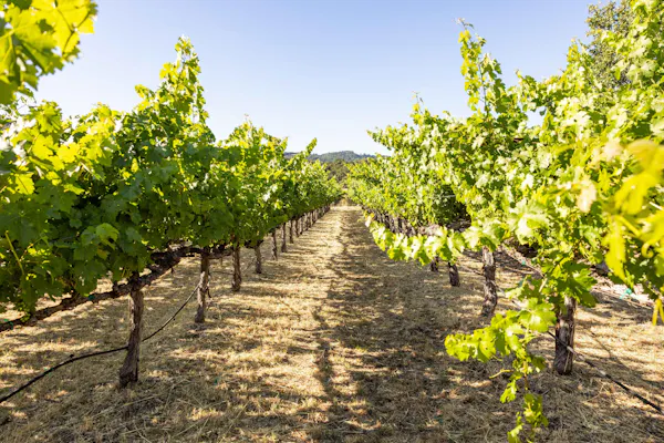 yellow, agriculture, vineyard, plantation, grapes, grape leaves