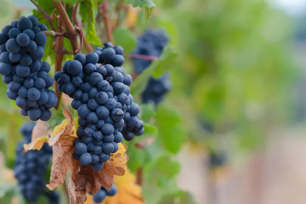 fruit, produce, food, fruit tree, grape, seedless fruit