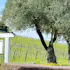 Raymond Burr Vineyards