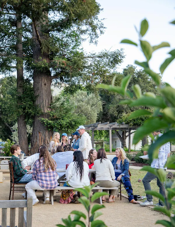 tree, recreation, leisure, event, public space, outdoor furniture
