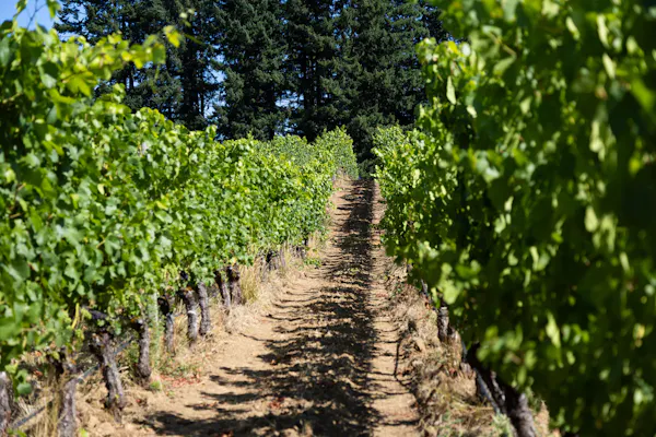 green, agriculture, plantation, vineyard, grape leaves, grapes
