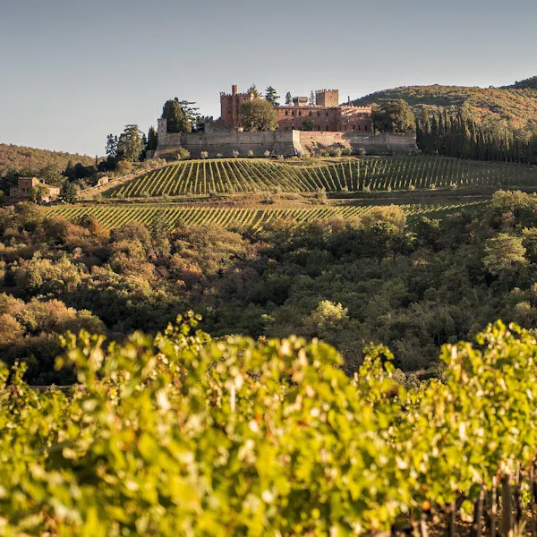 agriculture, vineyard, plantation, grapevines
