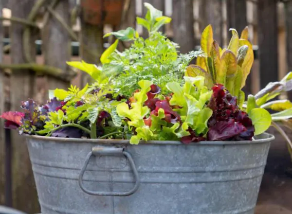 green, flowerpot, basket, garden, produce, floristry