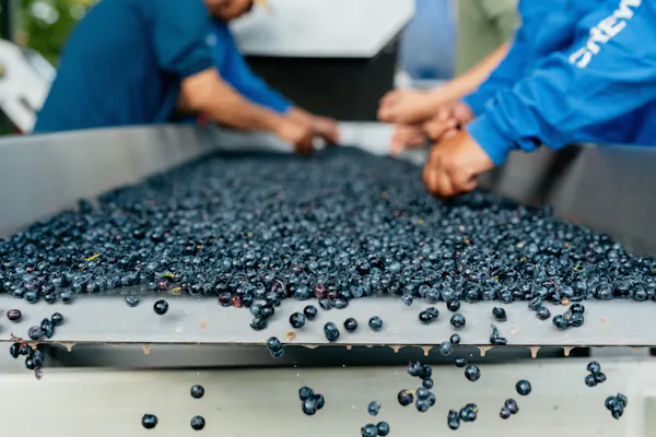 produce, berry, food, natural foods, fruit, blueberry