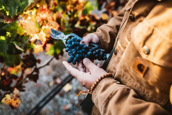 produce, fruit, food, natural foods, ingredient, seedless fruit