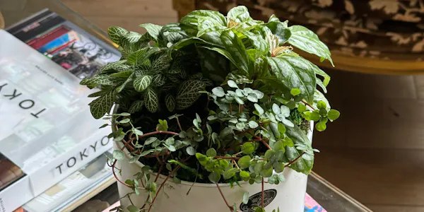 flowerpot, houseplant, water plantains