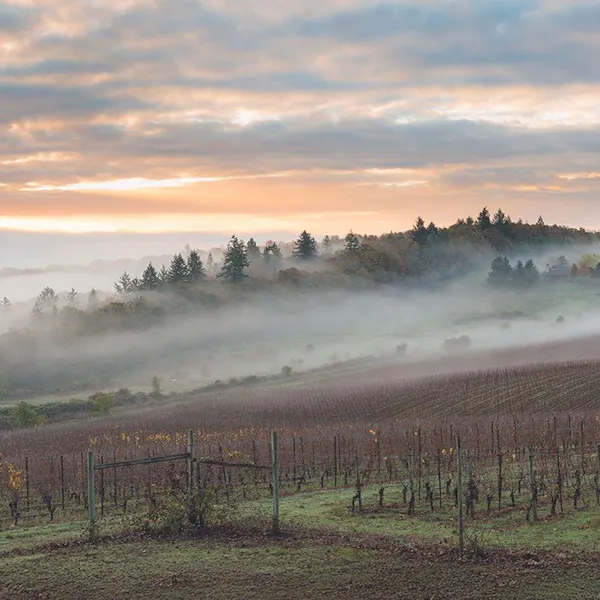 atmospheric phenomenon, natural landscape, mist, fog, haze, agriculture